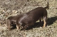 Cocoa, a female Miniature Dachshund for sale in Rockford, IL – Photo 5 of 5