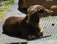 Cocoa, a female Miniature Dachshund for sale in Rockford, IL – Photo 2 of 5