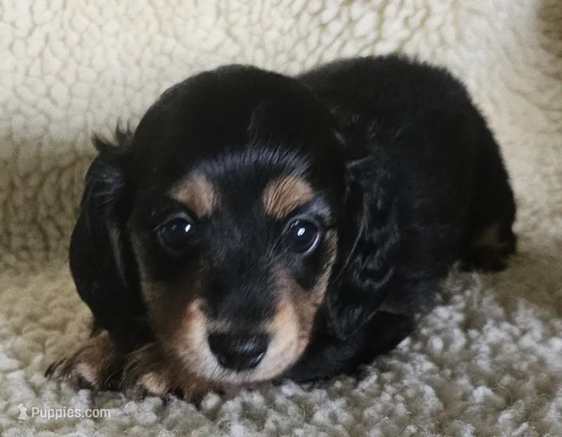 Gin g2 – Miniature Dachshund puppy for sale in Rockford, IL