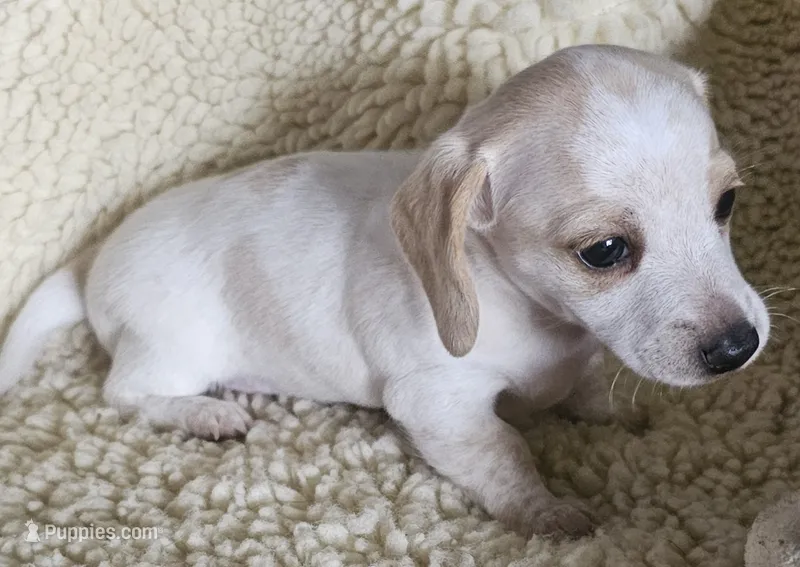 Gins pied – Miniature Dachshund puppy for sale in Rockford, IL