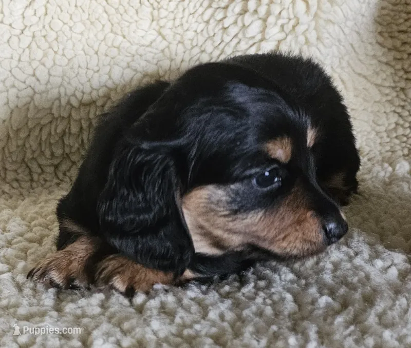 Girl 2 – Miniature Dachshund puppy for sale in Rockford, IL