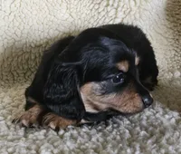 Girl 2, a female Miniature Dachshund for sale in Rockford, IL – 1 of 3