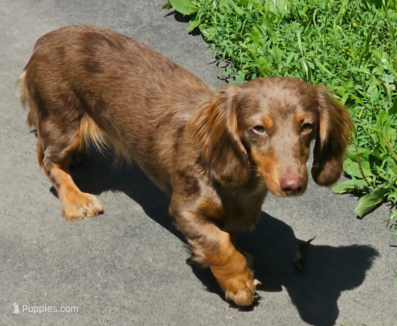 Chloe – Miniature Dachshund puppy for sale in Rockford, IL