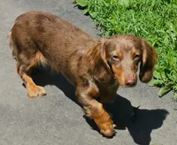 Chloe, a female Miniature Dachshund for sale in Rockford, IL – 1 of 3