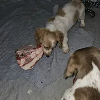 Pinto, a male Miniature Dachshund for sale in Rockford, IL – 2 of 7