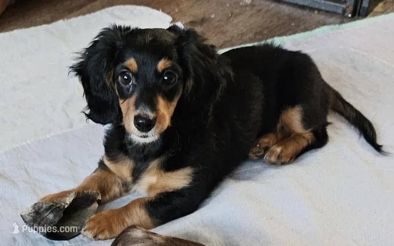 Luna – Miniature Dachshund puppy for sale in Rockford, IL