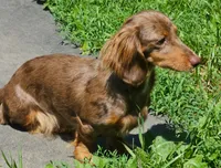 Chloe, a female Miniature Dachshund for sale in Rockford, IL – 2 of 3
