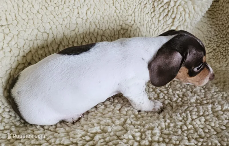 Chocolate pied – Miniature Dachshund puppy for sale in Rockford, IL