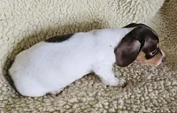 Chocolate pied, a male Miniature Dachshund for sale in Rockford, IL – 1 of 4