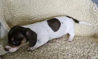 Chocolate pied, a male Miniature Dachshund for sale in Rockford, IL – 4 of 4
