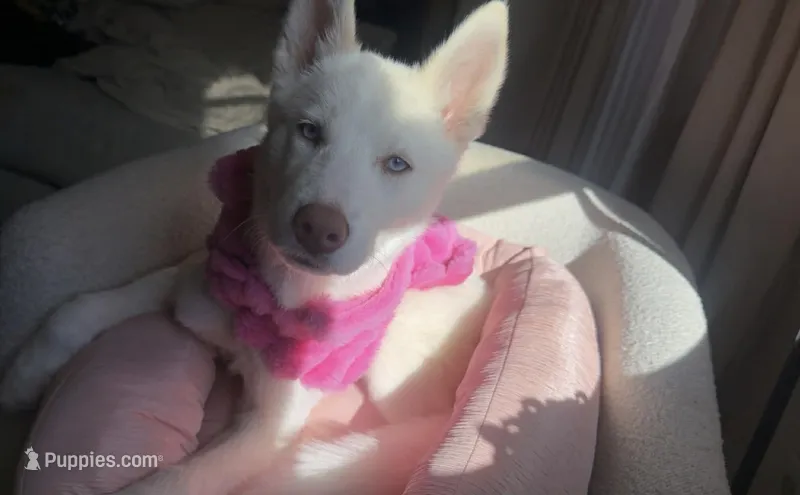 Stormy – Siberian Husky puppy for sale in Boston, MA