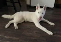 Stormy, a female Siberian Husky for sale in Boston, MA – Photo 4 of 5