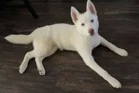 Stormy, a female Siberian Husky for sale in Boston, MA – Photo 3 of 5