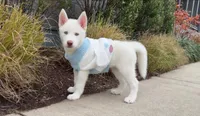 Stormy, a female Siberian Husky for sale in Boston, MA – Photo 5 of 5