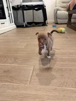 Sam, a male Chihuahua for sale in Bakersfield Country Club, CA – Photo 5 of 10