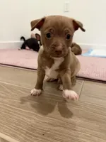 Sam, a male Chihuahua for sale in Bakersfield Country Club, CA – Photo 2 of 10