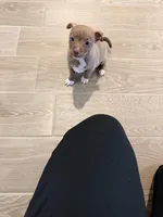 Sam, a male Chihuahua for sale in Bakersfield Country Club, CA – Photo 3 of 10