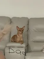 Sam, a male Chihuahua for sale in Bakersfield Country Club, CA – Photo 10 of 10