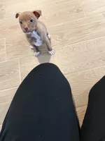 Sam, a male Chihuahua for sale in Bakersfield Country Club, CA – Photo 7 of 10