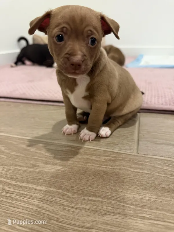 Sam – Chihuahua puppy for sale in Bakersfield Country Club, CA