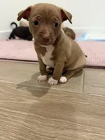Sam, a male Chihuahua for sale in Bakersfield Country Club, CA – Photo 1 of 10