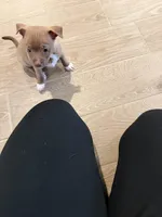 Sam, a male Chihuahua for sale in Bakersfield Country Club, CA – Photo 8 of 10