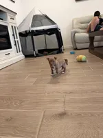 Sam, a male Chihuahua for sale in Bakersfield Country Club, CA – Photo 6 of 10