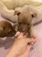 Sam, a male Chihuahua for sale in Bakersfield Country Club, CA – Photo 4 of 10
