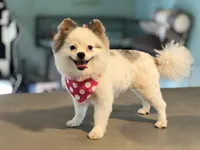 Faira, a female Pomeranian for sale in Stockton, CA – Photo 1 of 5