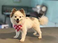 Faira, a female Pomeranian for sale in Stockton, CA – Photo 3 of 5