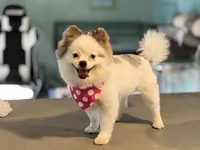 Faira, a female Pomeranian for sale in Stockton, CA – Photo 4 of 5