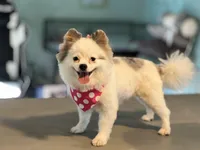 Faira, a female Pomeranian for sale in Stockton, CA – Photo 5 of 5