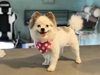 Faira, a female Pomeranian for sale in Stockton, CA – Photo 2 of 5