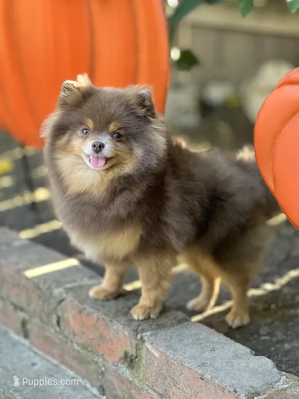 Amy Akc, a female Pomeranian for sale in Stockton, CA – Photo 1 of 5