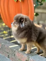 Amy Akc, a female Pomeranian for sale in Stockton, CA – Photo 2 of 5