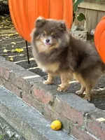 Amy Akc, a female Pomeranian for sale in Stockton, CA – Photo 5 of 5