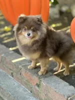 Amy Akc, a female Pomeranian for sale in Stockton, CA – Photo 3 of 5