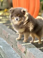 Amy Akc, a female Pomeranian for sale in Stockton, CA – Photo 4 of 5