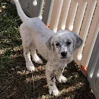Ellie, a female English Setter for sale in Allardt, TN – Photo 8 of 10