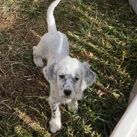 Ellie, a female English Setter for sale in Allardt, TN – Photo 10 of 10