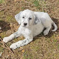 Ellie, a female English Setter for sale in Allardt, TN – Photo 1 of 10