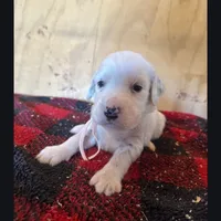 Ellie, a female English Setter for sale in Allardt, TN – Photo 3 of 10