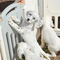 Ellie, a female English Setter for sale in Allardt, TN – Photo 6 of 10