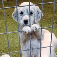 Ellie, a female English Setter for sale in Allardt, TN – Photo 2 of 10