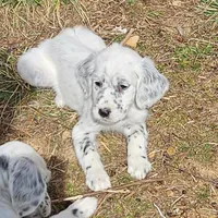 Ellie, a female English Setter for sale in Allardt, TN – Photo 9 of 10