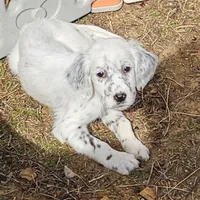 Ellie, a female English Setter for sale in Allardt, TN – Photo 7 of 10
