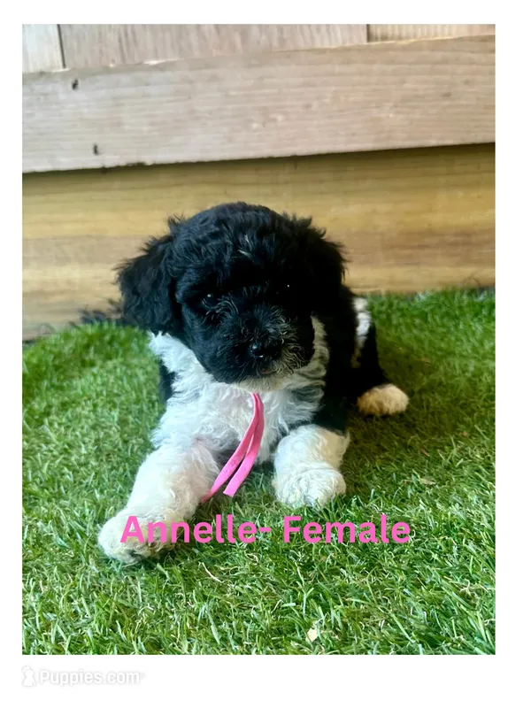Annelle – Miniature Aussiedoodle puppy for sale in Allardt, TN