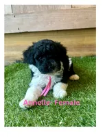 Annelle, a female Miniature Aussiedoodle for sale in Allardt, TN – 1 of 1