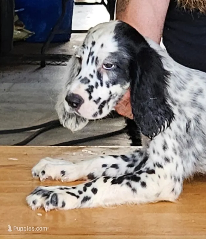 Lando – English Setter puppy for sale in Allardt, TN