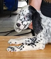 Lando, a male English Setter for sale in Allardt, TN – 1 of 3